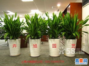 綠意盎然，優雅隨行 普陀武寧路易登網花卉租賃服務，為空間注入自然活力